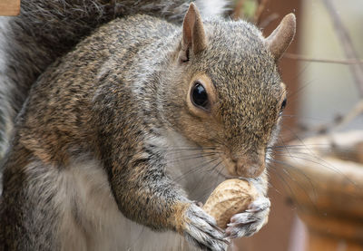 Close-up of squirrel