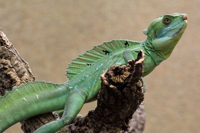 Lizard on the wall