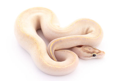 Close-up of a lizard on white background