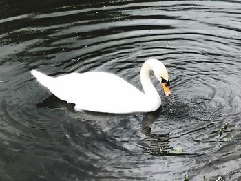 High angle view of swan swimming in lake