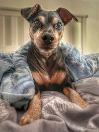 Close-up of a dog resting on bed at home