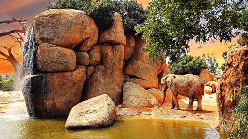 View of animal on rock by lake