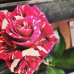 Close-up of red rose blooming