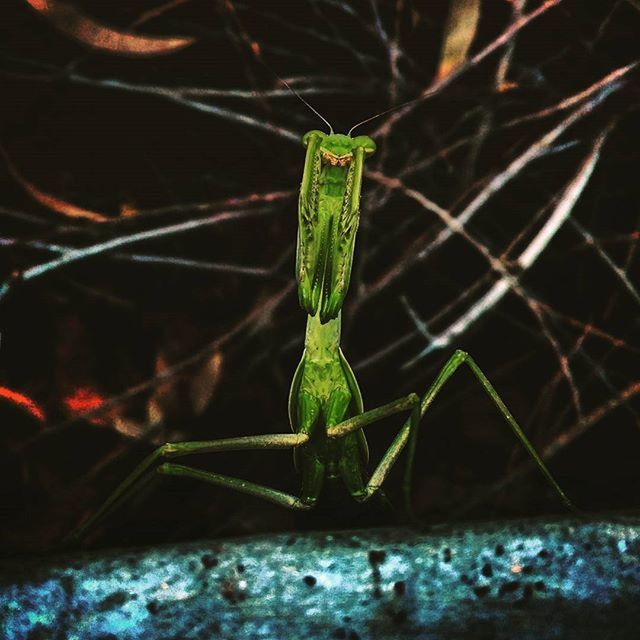 one animal, animal themes, green color, close-up, animals in the wild, wildlife, selective focus, focus on foreground, leaf, nature, plant, water, no people, wet, outdoors, insect, day, green, drop, twig