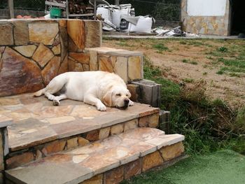 Dog resting on grass