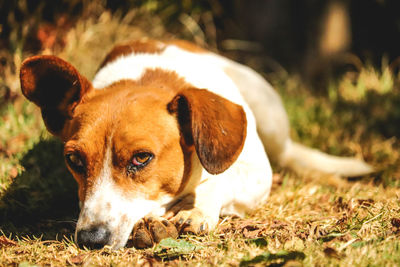 Dog lying down on land