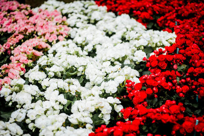 High angle view of white flowering plants