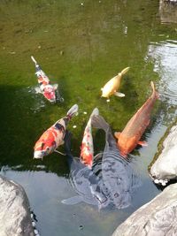 High angle view of koi carps swimming in lake