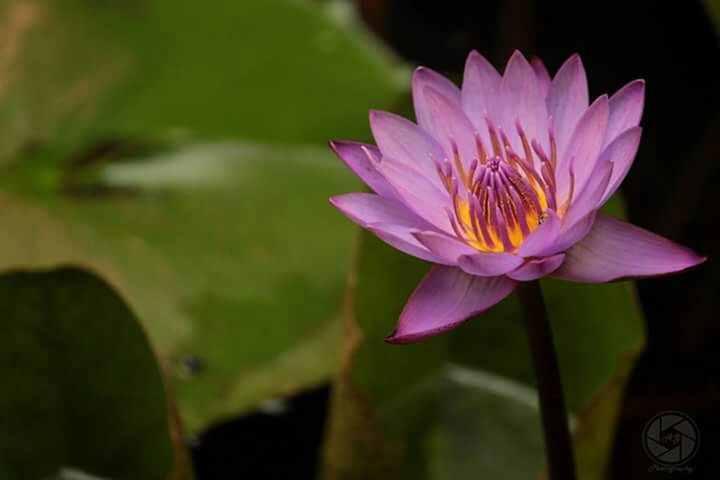 flower, petal, freshness, flower head, fragility, water lily, beauty in nature, pond, growth, single flower, close-up, plant, nature, lotus water lily, blooming, focus on foreground, water, pink color, stem, purple