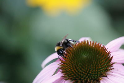 Close-up of insect pollinating on yellow flower