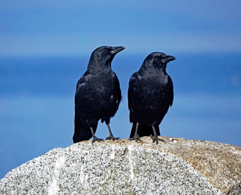 Birds perching on rock