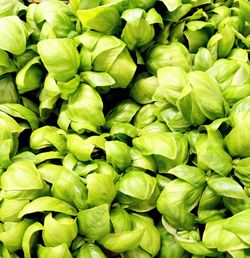 Full frame shot of green chili peppers