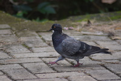 Close-up of pigeon perching on footpath