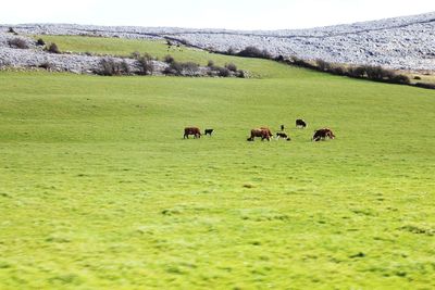 Horses grazing in a field