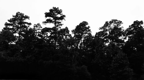 Low angle view of trees against clear sky