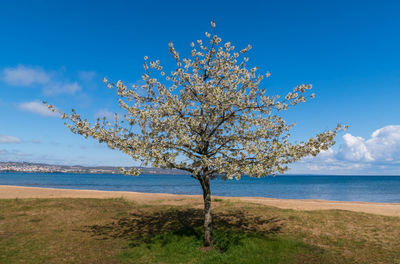 Scenic view of sea and tree against sky