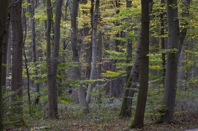 Trees in forest