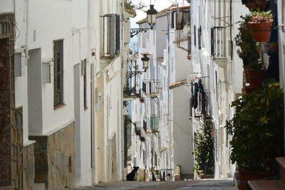 Panoramic view of street amidst buildings