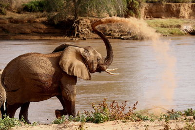 Side view of elephant in lake