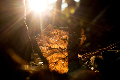 Close-up view of sunlight