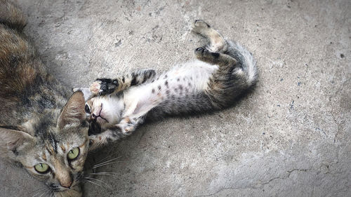 High angle view of cat sleeping