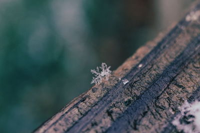 Close-up of lichen on tree trunk