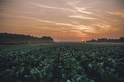 Scenic view of cabbage field during sunset