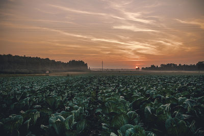 Scenic view of farm against sky during sunset