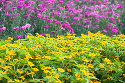 Close-up of yellow flowering plant on field