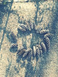 High angle view of footprints on field