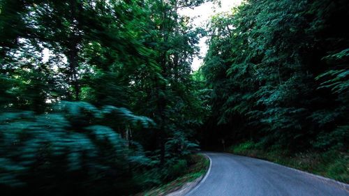 Road amidst trees in forest