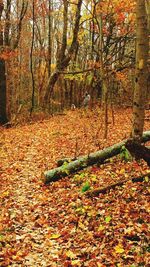 Fallen leaves in forest