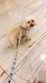 High angle view of puppy sitting on wooden floor