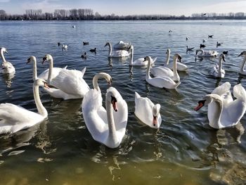 Swans swimming in lake