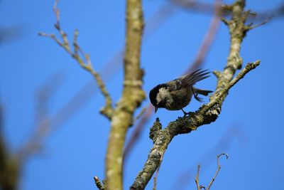 Low angle view of a great tit flying off branch