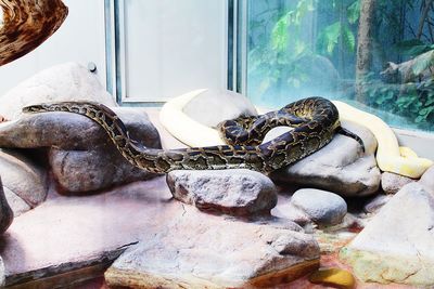 Close-up of lizard on rock