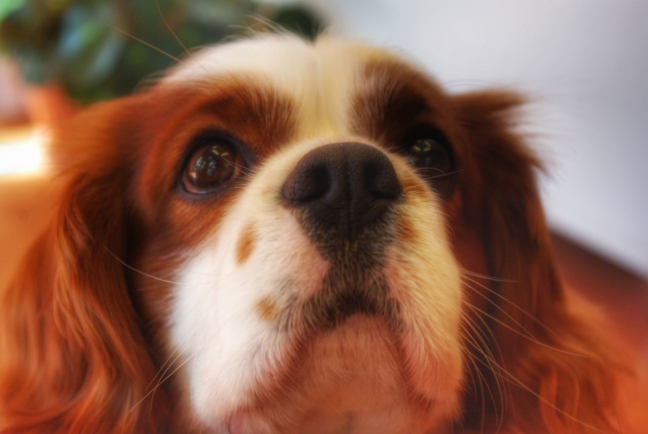 pets, domestic animals, dog, one animal, animal themes, mammal, indoors, close-up, animal head, looking at camera, portrait, animal hair, animal body part, focus on foreground, brown, snout, home interior, no people, selective focus