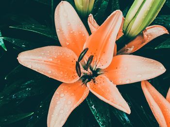 Close-up of wet orange flower