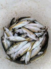 High angle view of fish in container