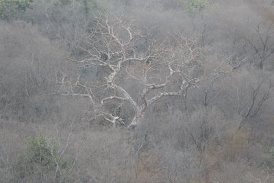 High angle view of bare trees on landscape
