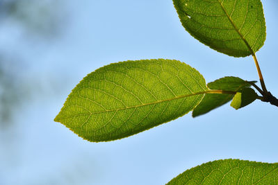 Close-up of leaves