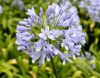 Close-up of purple flowers