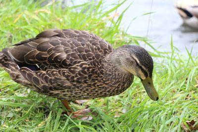 Close-up of mallard duck on field