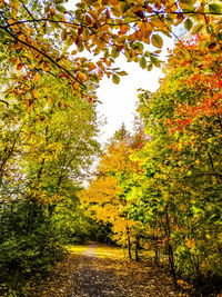Trees and plants during autumn
