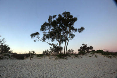 Trees on field against clear sky during winter