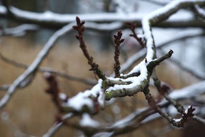 Close-up of frozen plant