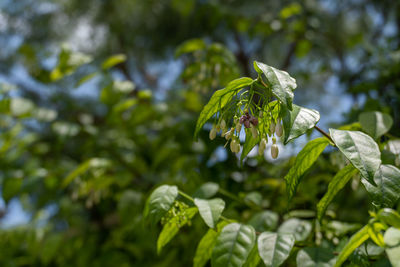 The bunch of white wrightia religiosa flowers on a blurred green background with copy space.