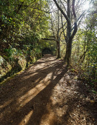 Empty road along trees in forest