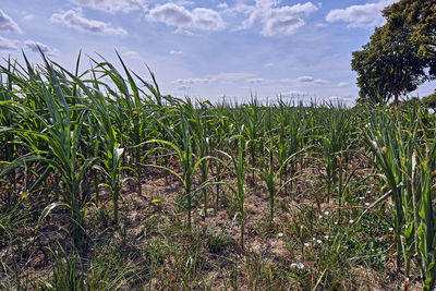 Crops growing on field against sky