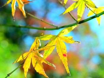 Close-up of yellow maple leaves